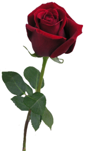 Red_Rose_Bud_PNG_Clipart