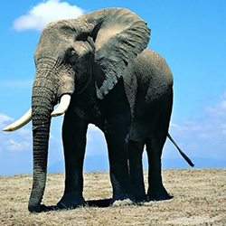 Slon - slony pre šťastie